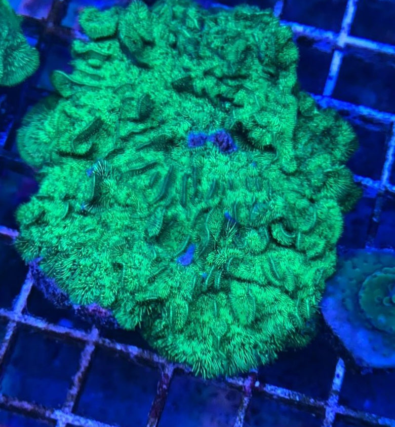 Ultra Green Neon Leafy Pavona