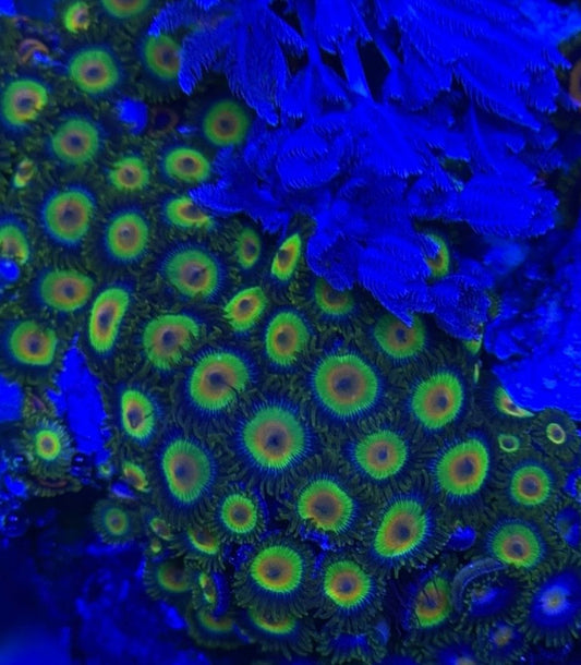 Rasta zoa