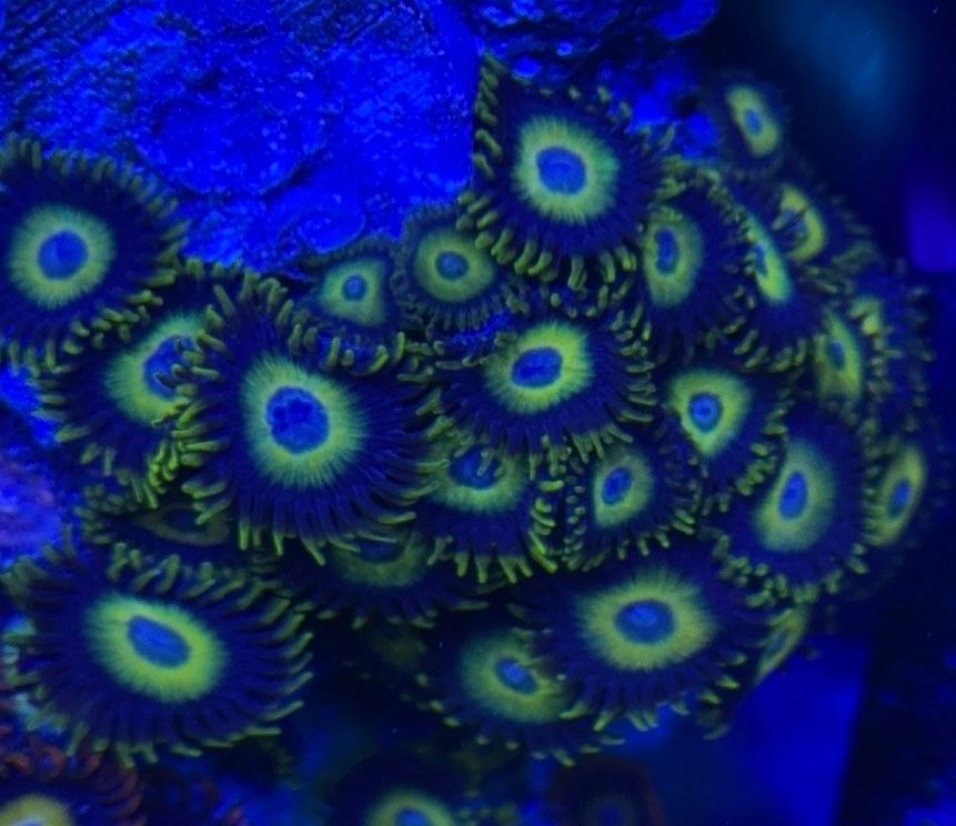 Scrambled egg zoa