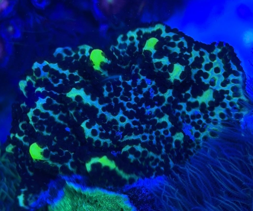 Montipora confusa