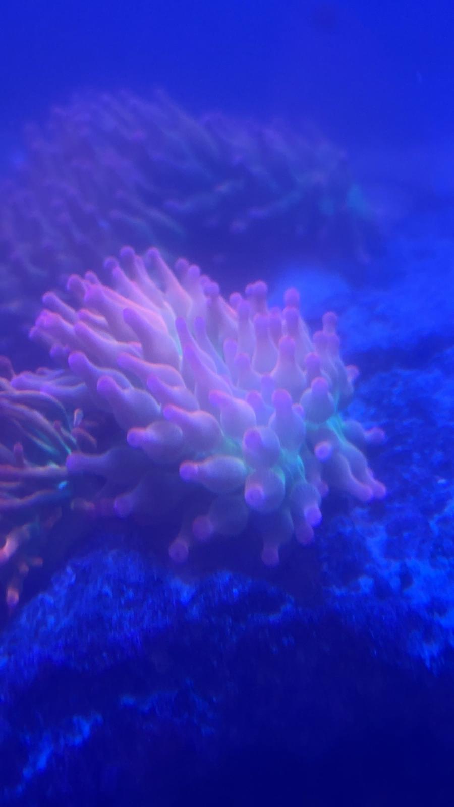 Rainbow bubble tip anemones