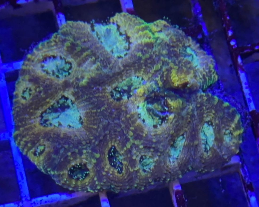 Gold Acan Echinata – UKReef