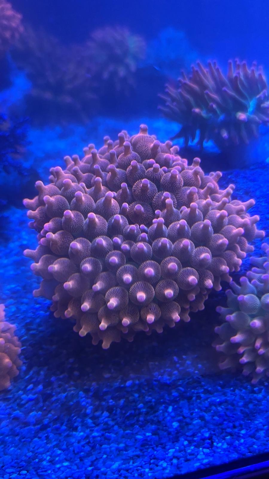 Rainbow bubble tip anemones