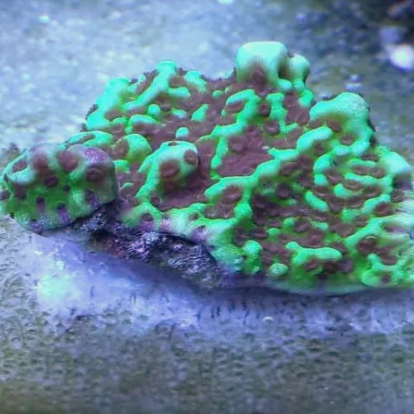 Montipora Confusa